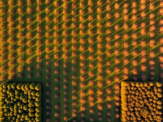 Orchard preset example